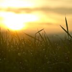 grass sun