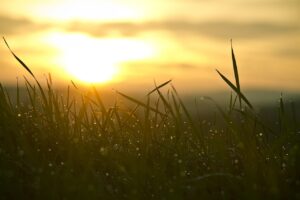 grass sun
